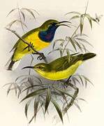 Olive-backed Sunbird