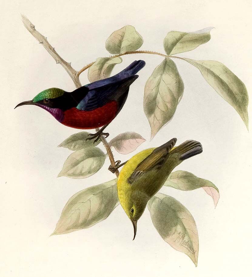 Van Hasselt's Sunbird