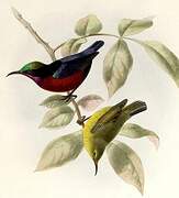 Van Hasselt's Sunbird