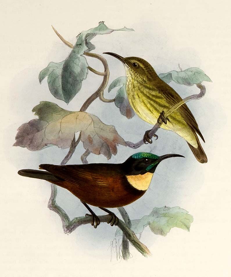 Buff-throated Sunbird