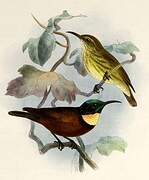 Buff-throated Sunbird