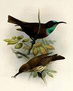 Green-throated Sunbird