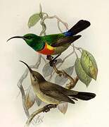 Greater Double-collared Sunbird