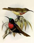 Scarlet-chested Sunbird