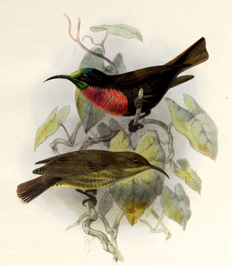 Scarlet-chested Sunbird