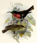 Scarlet-chested Sunbird