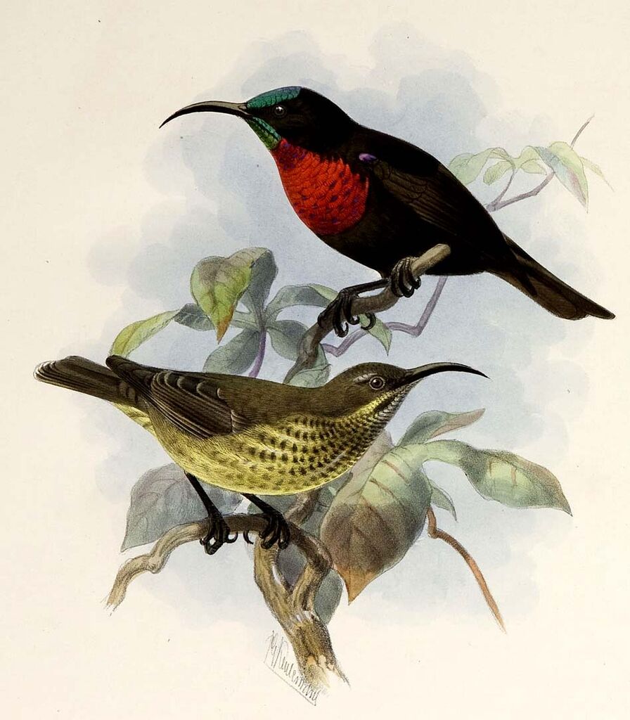 Scarlet-chested Sunbird