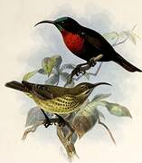 Scarlet-chested Sunbird