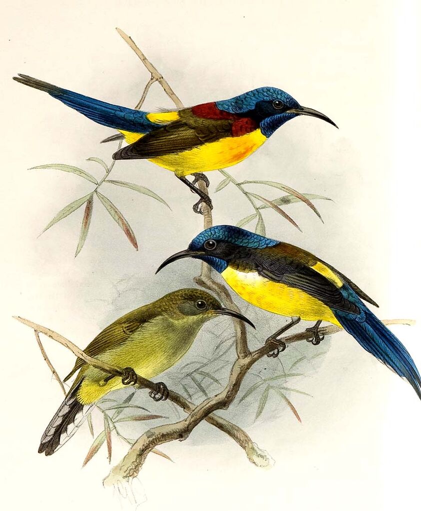 Green-tailed Sunbird