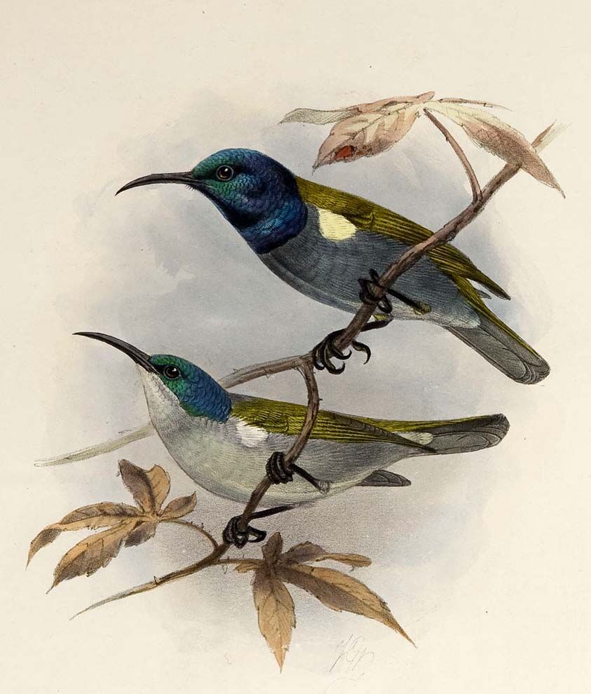 Green-headed Sunbird