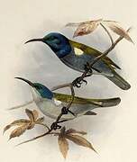 Green-headed Sunbird