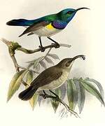 White-bellied Sunbird