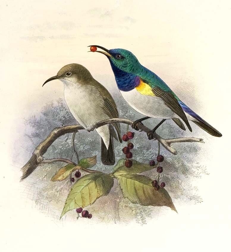 White-bellied Sunbird