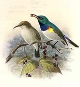 White-bellied Sunbird