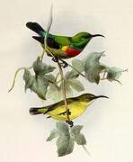 Olive-bellied Sunbird