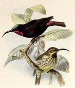 Amethyst Sunbird