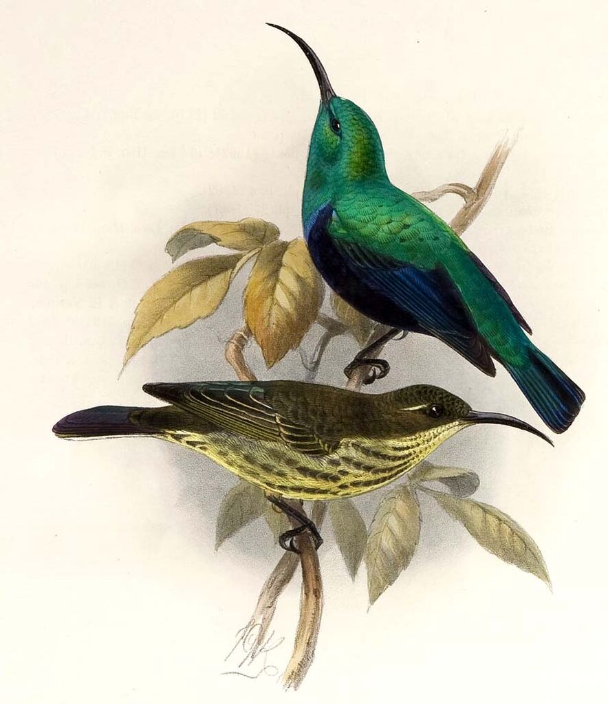 Malagasy Green Sunbird