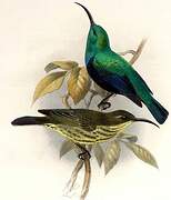 Malagasy Green Sunbird