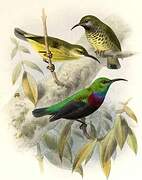 Purple-banded Sunbird