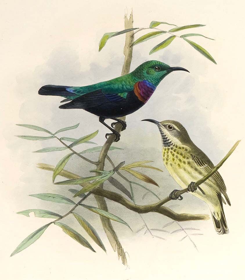 Purple-banded Sunbird