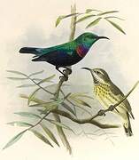 Purple-banded Sunbird