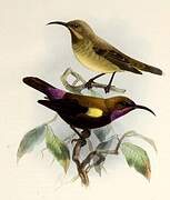 Carmelite Sunbird