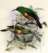 Southern Double-collared Sunbird