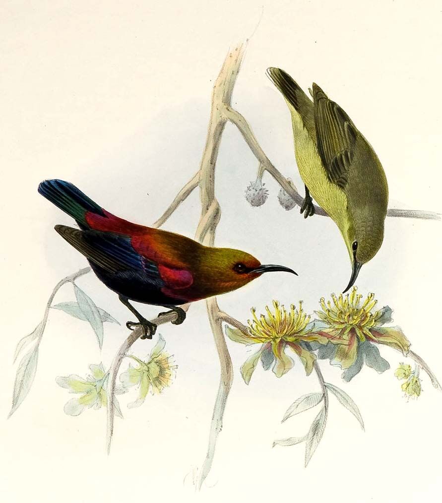 Copper Sunbird