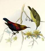 Copper Sunbird