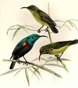 Anjouan Sunbird