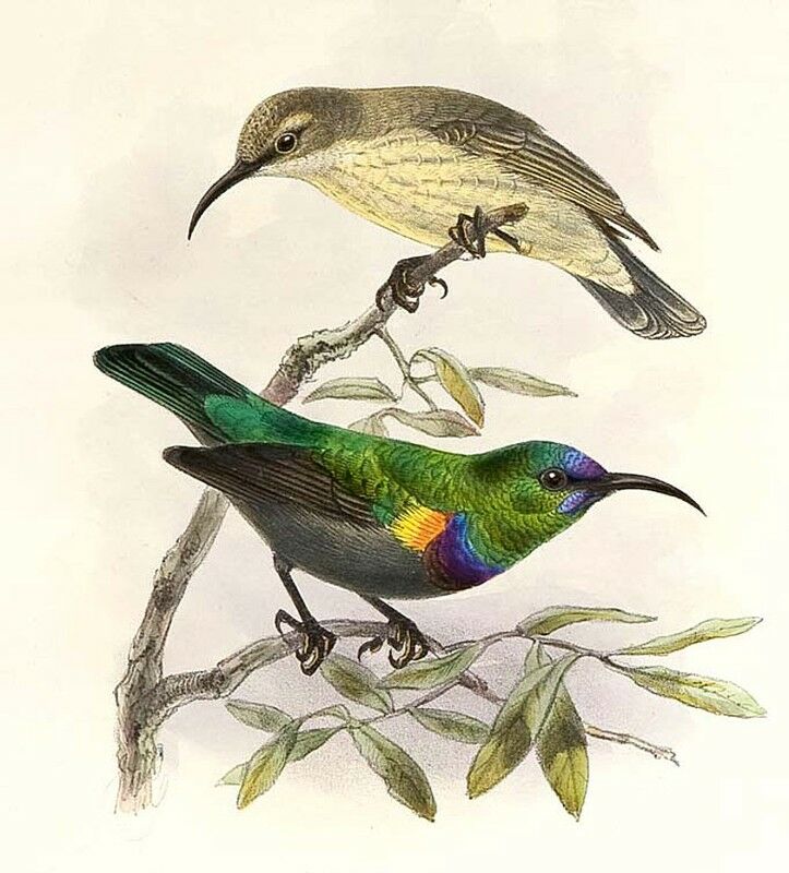 Orange-tufted Sunbird