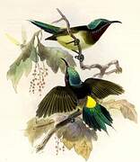 Fork-tailed Sunbird