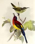 Mrs. Gould's Sunbird