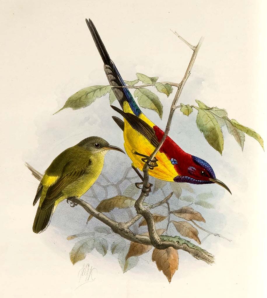 Mrs. Gould's Sunbird