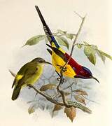 Mrs. Gould's Sunbird