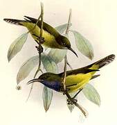 Principe Sunbird