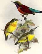 Purple-throated Sunbird