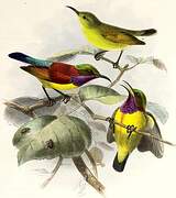 Purple-throated Sunbird