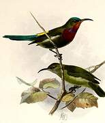 White-flanked Sunbird