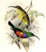 Johanna's Sunbird