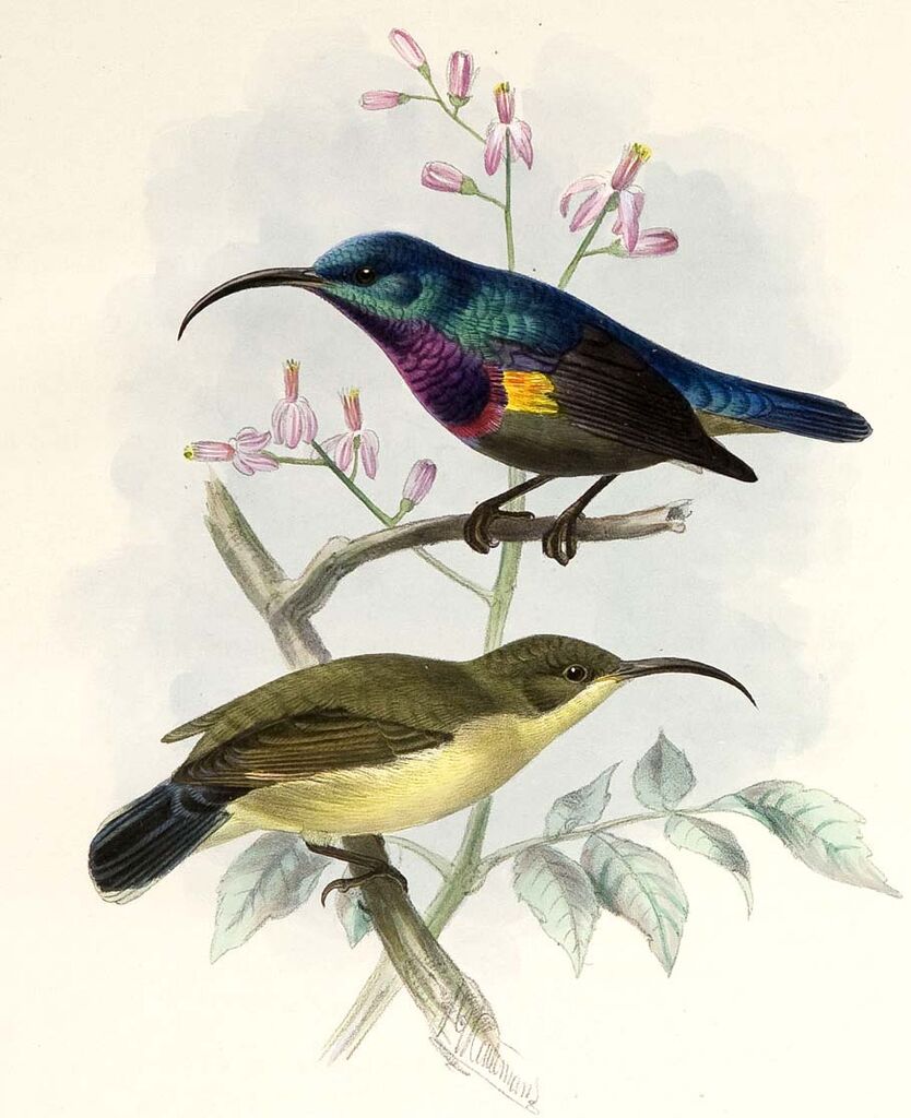 Loten's Sunbird