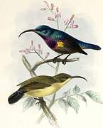 Loten's Sunbird