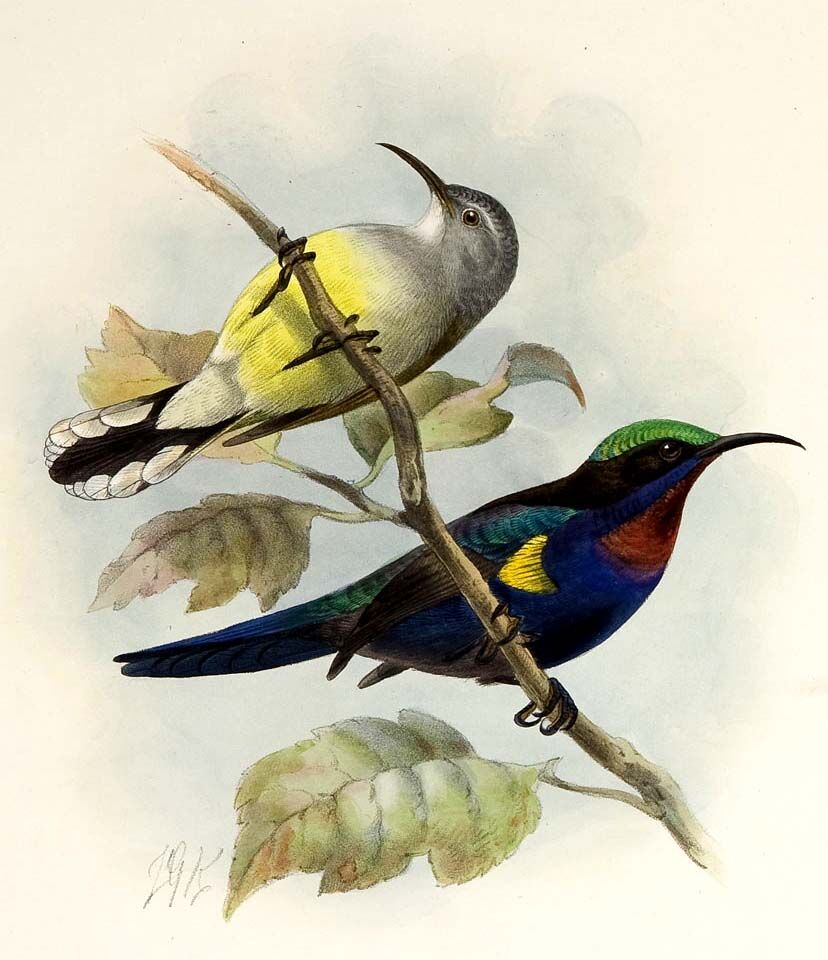 Copper-throated Sunbird