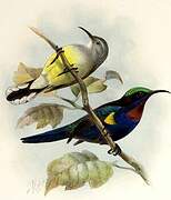 Copper-throated Sunbird