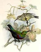 Marico Sunbird