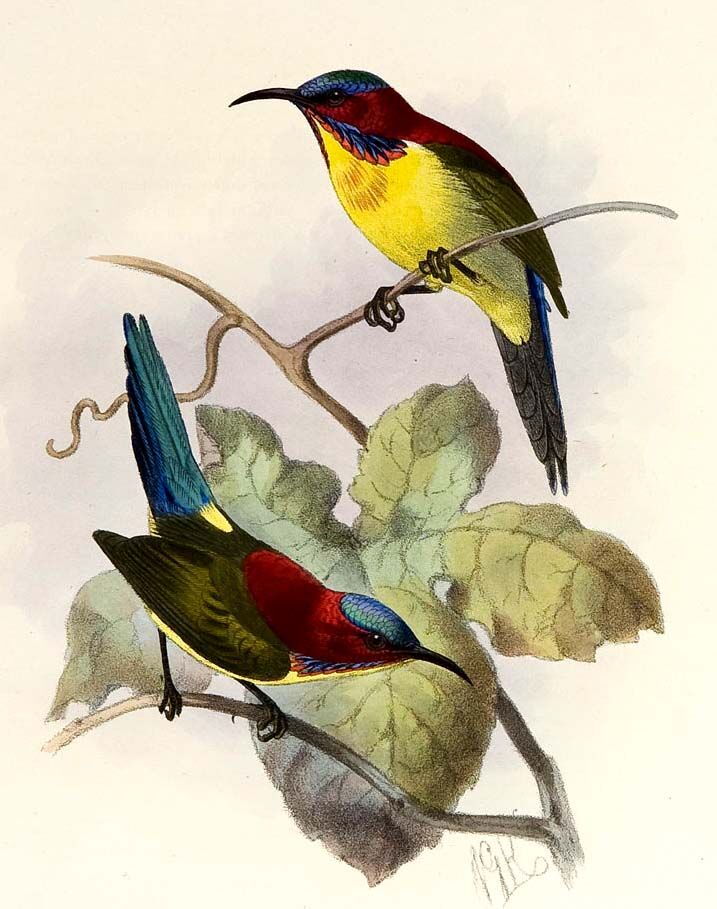 Shelley's Sunbird