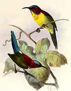 Shelley's Sunbird