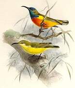 Flame-breasted Sunbird