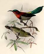 Vigors's Sunbird