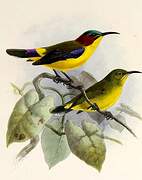 Elegant Sunbird